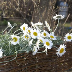 Beeteinfassung aus Weide mit Margeriten