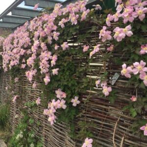 Sichtschutz aus Haselnussruten mit Clematis bewachsen